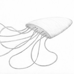 o.T. (Oktopus)